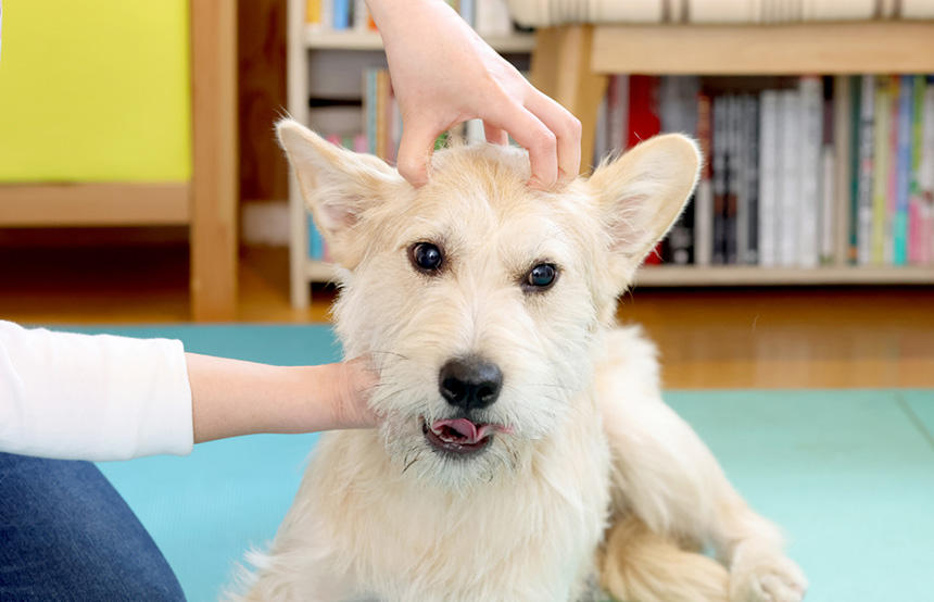 熱さを逃して落ち着かせるには、犬の目の上あたりから後頭部まで、飼い主さんの指を使ってくしで梳かすように刺激しましょう