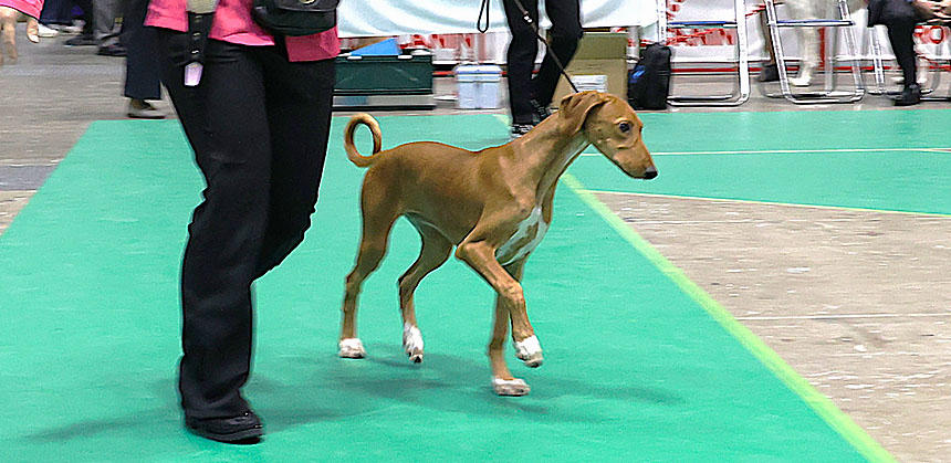スリムながらも猟犬らしい筋肉が備わっているアザワク。理想体重はメスで15～20kg・オスで20～25kg