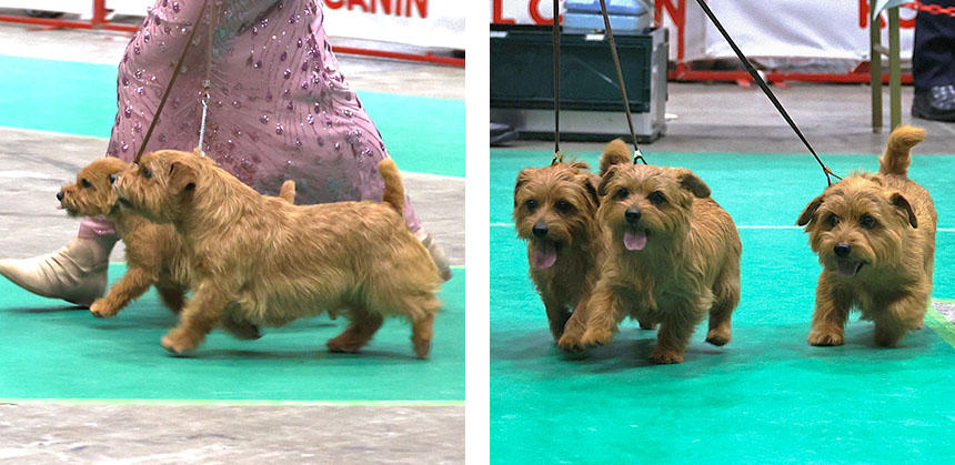 ノーフォーク・テリアの、複数犬ブレースクラスと、複数犬ブリーダーズクラスの審査の様子。まばたきも忘れて、じっくりと複数の犬を見ずにはいられません