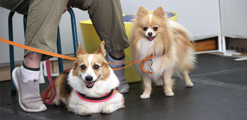 フランちゃんとスモアくんもシニア犬パーティーが大好き