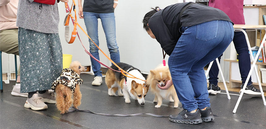 いいにおいに、シニア犬たちの目もキラキラ輝いています
