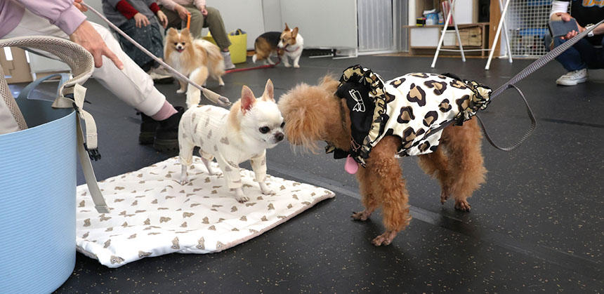プティ雄くんのように、シニアドッグになってからも新しいことを学べます