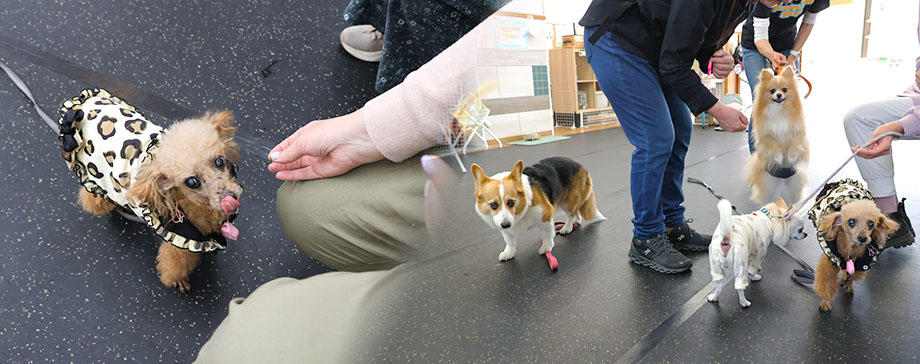 【＃シニアのケアシリーズ】シニア犬パーティーに潜入！飼い主も老犬も安心して楽しく分かち合う時間