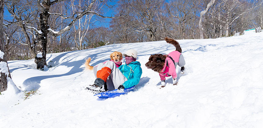 そりに乗った人とは、犬も同じ目線になって一体感を感じられます