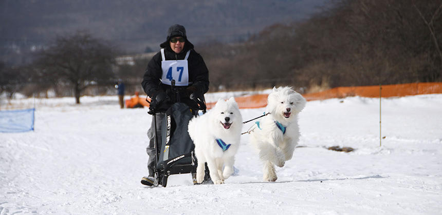 以前、滝沢牧場で開催した犬ぞりイベント