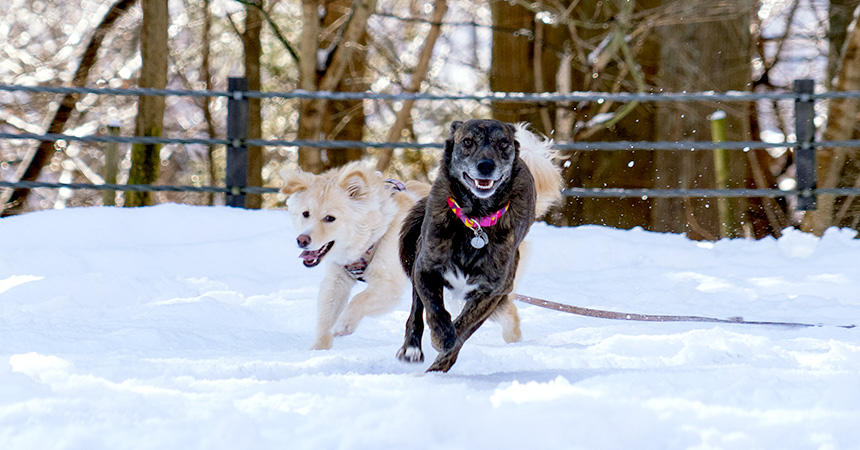 雪遊びを実現するのに、リード選びも大切