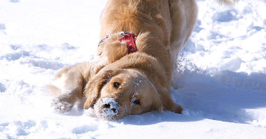 「わ～い！　雪遊びって楽しい！」