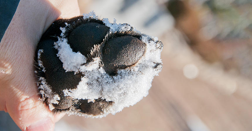 雪遊び後は、大きな犬の肉球に炎症やケガ、雪玉がないかもチェックして