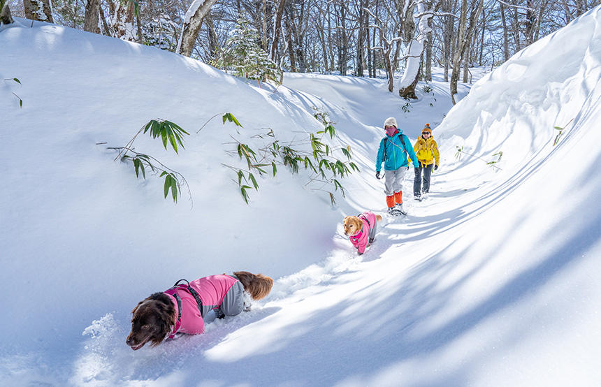 遊歩道から離れているため、夏は来ることができない余笹川の源流。雪の季節なら川の上を歩くこともできます