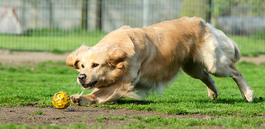 胸の深い大きな犬は、胃拡張胃捻転症候群になりやすい