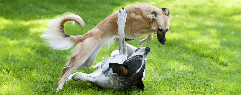 【＃大きな犬と】胃拡張・胃捻転に要注意！予防法や早期発見のポイントをおさえておこう