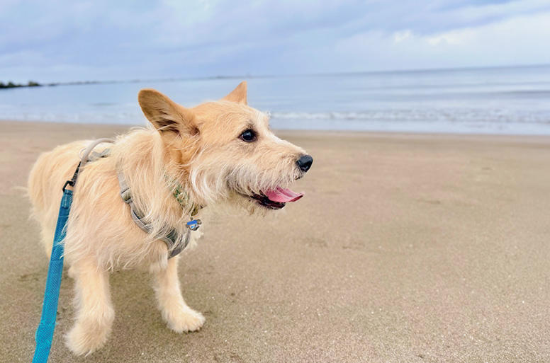 筆者宅のリリは水が怖いらしく、波の届かない砂浜を砂の感触を楽しみながら散歩
