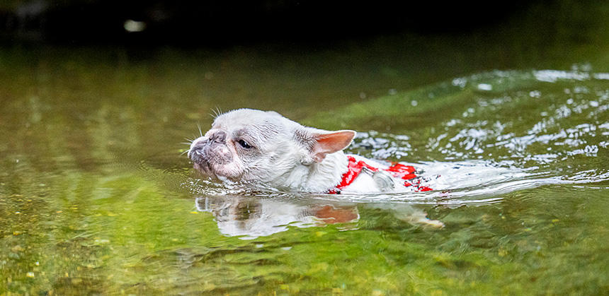 川の水は冷たくて気持ちいい！　スイスイ～、泳ぐの大好きなフレンチ・ブルドッグ