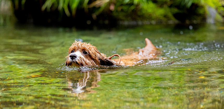 水遊びが大好きで泳ぎ上手な、キャバリア・キング・チャールズ・スパニエルとトイ・プードルのミックス