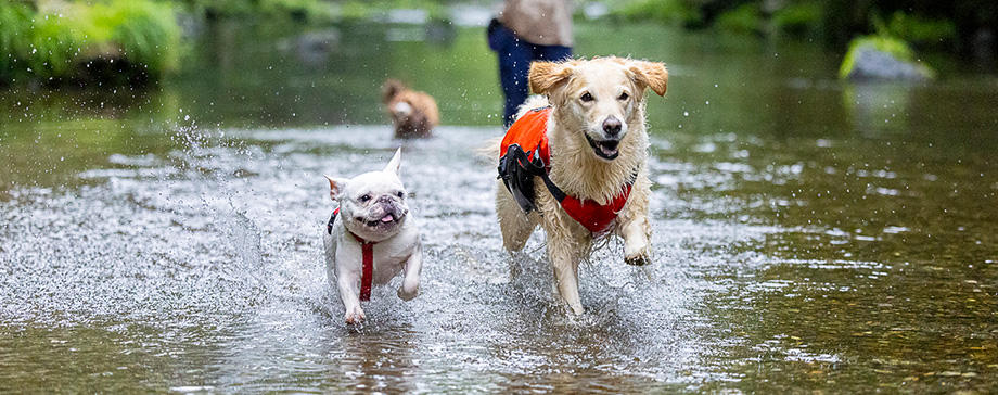 水遊びを楽しむ秘けつと水慣れトレーニング法