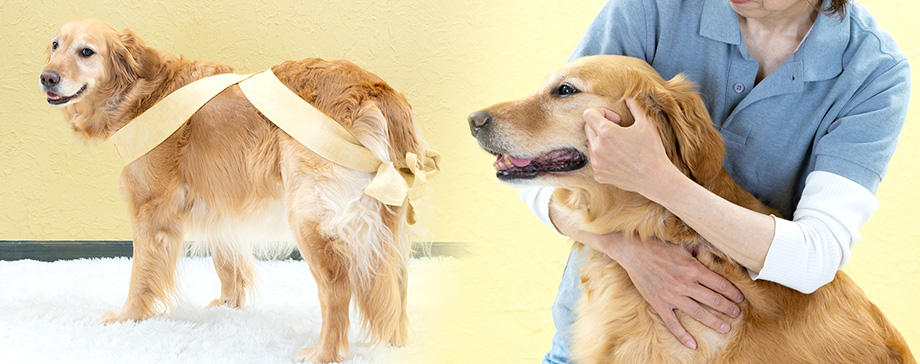 【＃大きな犬と】神経に働きかける