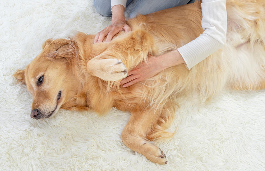 気持ちいいよ～、とうっとりした表情を浮かべるモデルのチェリーちゃん。Ｔタッチは、その犬のその時の姿勢に合わせてできます