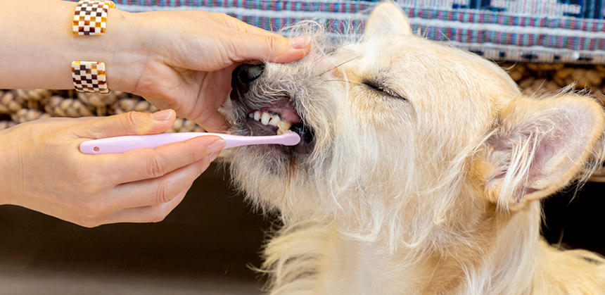 デンタルケアは犬の全身の健康を守るために欠かせません