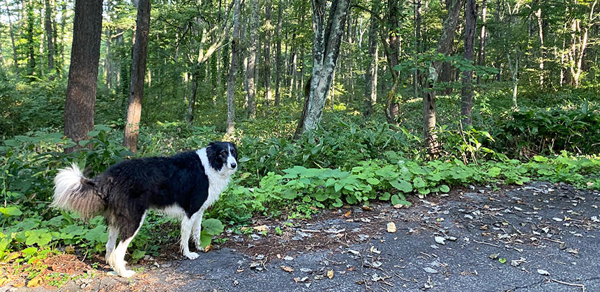マダニは草むらや木の枝や葉に潜み、動物への寄生を狙っています