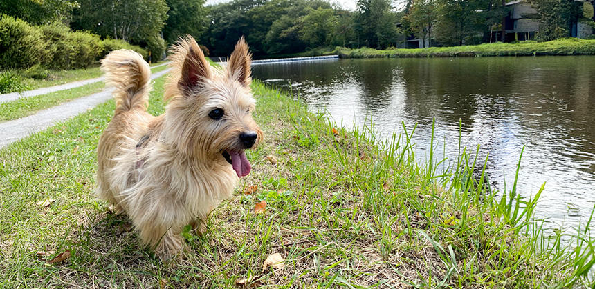 河川敷など湿度が高い水辺にもマダニがいるので要注意