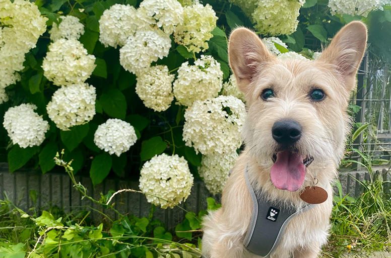 こんな風に低木のそばで写真を撮っている隙に、マダニが寄生！