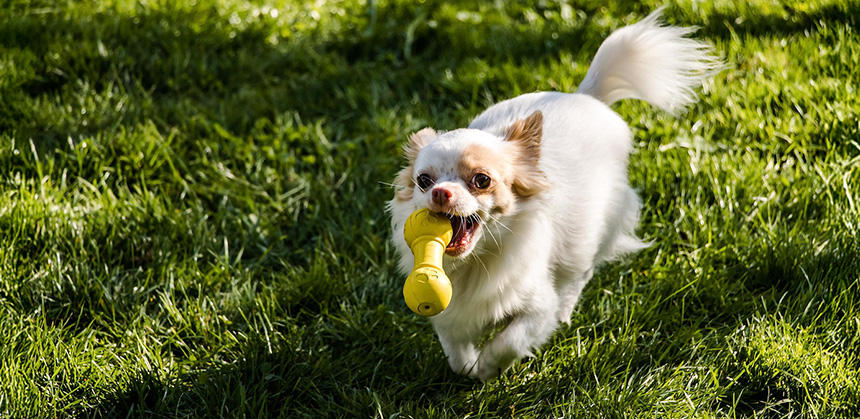 まわりに木がないからと油断は禁物。ドッグランなどの芝生内にはノミがいる可能性大