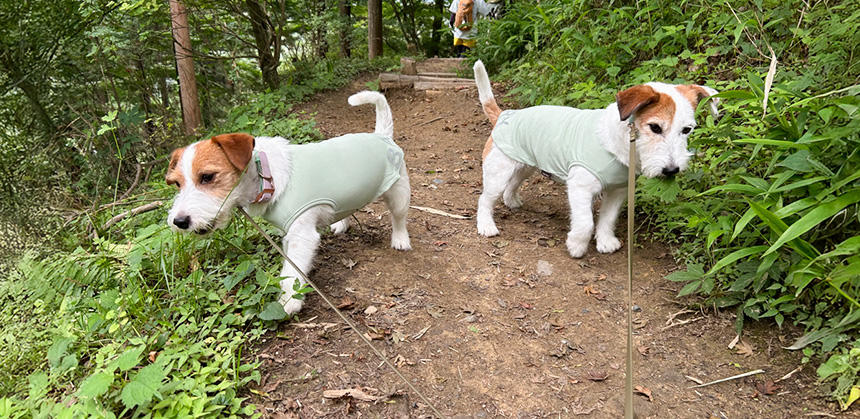 虫よけ加工がされた犬用ウェアを着用して、寄生虫の寄生を予防