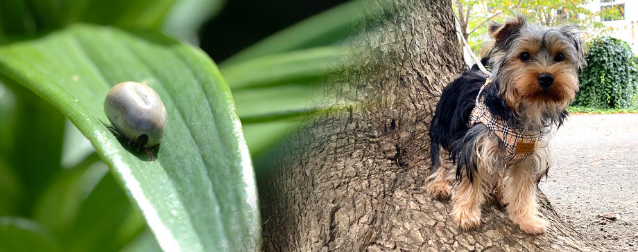 マダニとノミから犬と人が身を守る方法を獣医師に聞く！