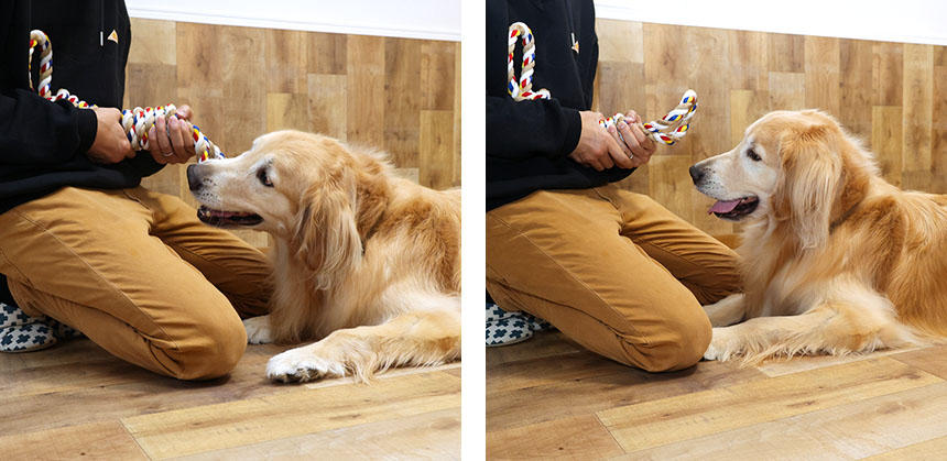 おもちゃを持つ力をゆるめて動きをなくすと、犬はつまらなく感じて口から離します
