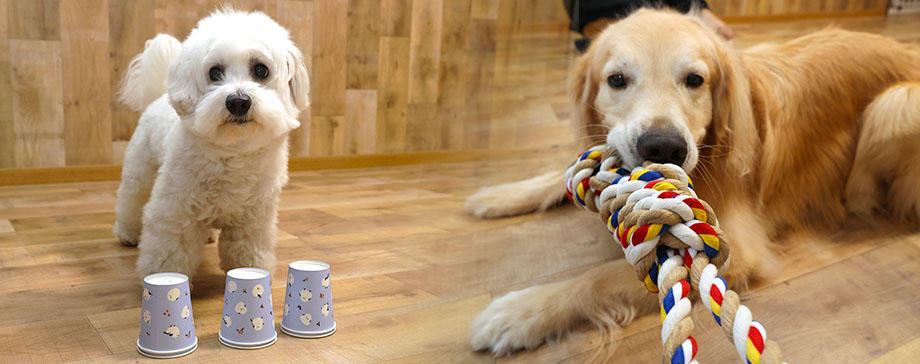 【＃真のプロフェッショナルに迫る × ＃未来につなげる健康美】室内で最高に楽しく正しく遊ぶワザ　～ドッグトレーナー伝授～