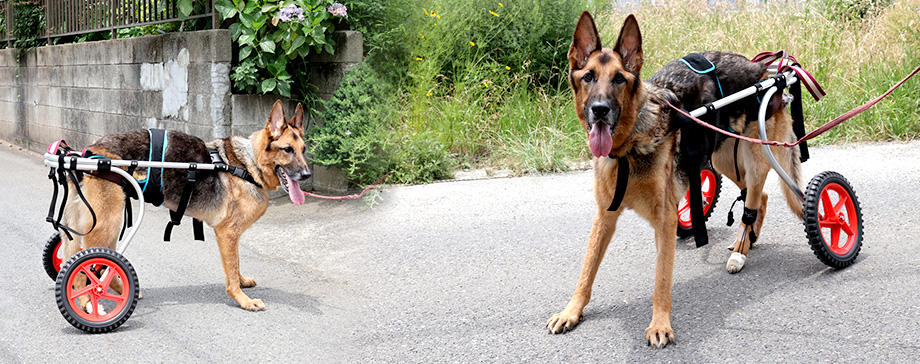 【＃大きな犬と】車いすで生活の質が向上＆ハッピーライフ