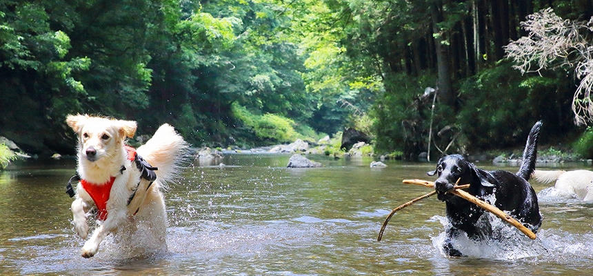 河原の枝を見つけて大はしゃぎ！