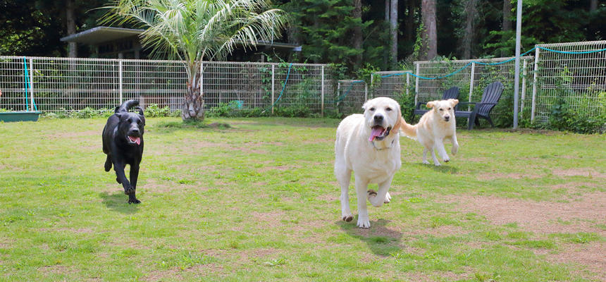 ドッグランで、大きな犬たちの笑顔を見ているだけで幸せな気分になれそう