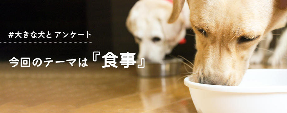 【＃大きな犬と】食事はどうしてる？アンケート結果発表