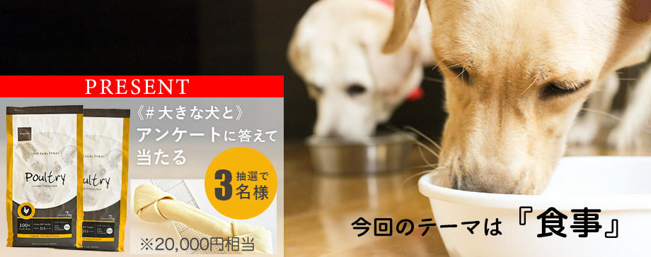 【＃大きな犬と】食事はどうしてる？アンケート募集※終了