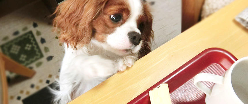 犬に食べさせられる人間用チーズ一覧表！種類別に比較してみました【モッツァレラ、チェダーチーズ】