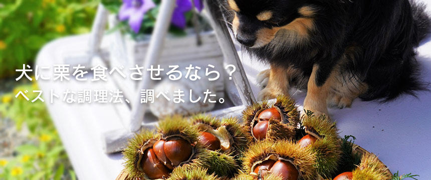 犬に栗を食べさせる最適な方法とは？ペット栄養管理士が解説します。