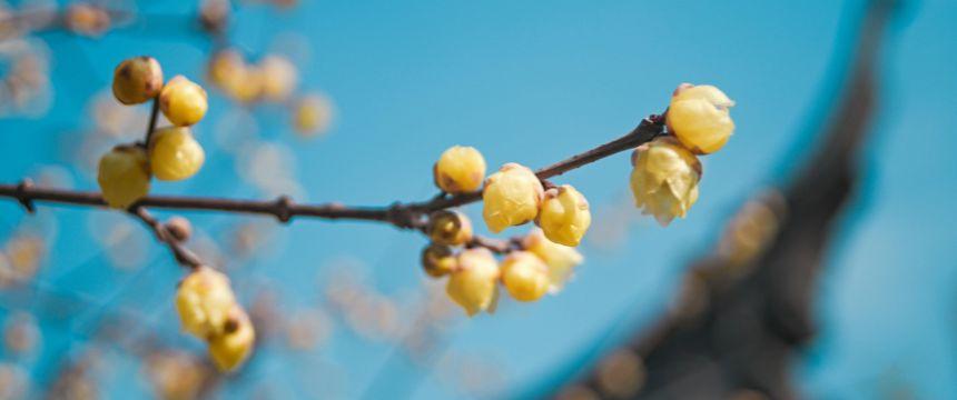こちらはスタッフが犬の散歩中に見つけたロウバイの実。