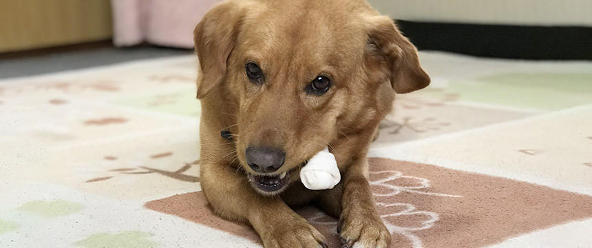 【ガム】犬の長持ちオヤツはいつから？いつまで噛み続けさせる？子犬に与えるオススメのタイミングとは。