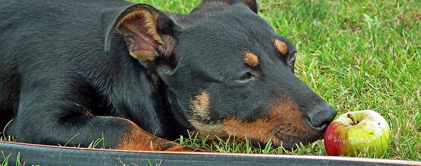 リンゴで犬も風邪知らず？ストルバイト結晶にも嬉しい、手作り食にもオススメ