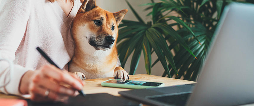 みんな、犬との暮らしにどんな悩みを持っているの？ペット栄養管理士に寄せられたお悩みデータ【POCHIのお悩み白書】