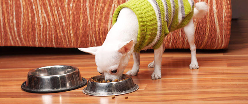 小型犬にはまずはこれ！ドッグフードのオススメトッピング【偏食・好き嫌い】