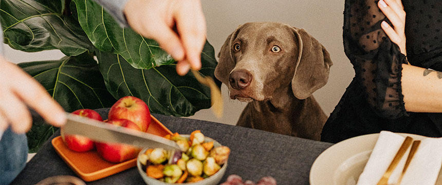 犬の胃腸トラブル対策に。正しく知って活用しよう「消化酵素」の基礎知識とケア