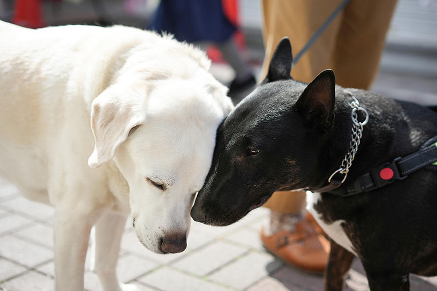 Dog Snapshot R 令和の犬景Vol.14　Peace - 平和なごあいさつ