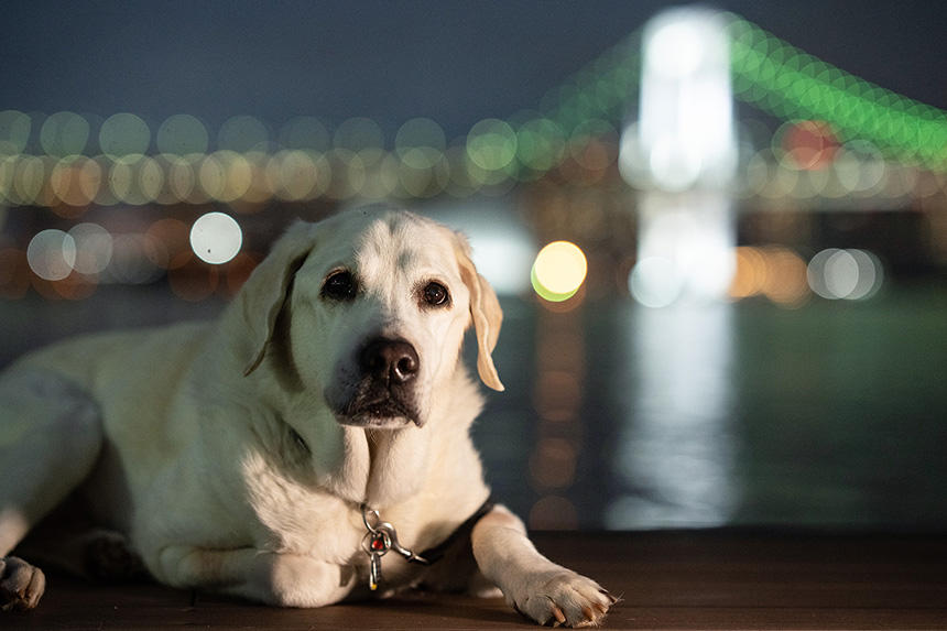 Dog Snapshot R 令和の犬景Vol.15　「街か山か」- 終の住処の選択