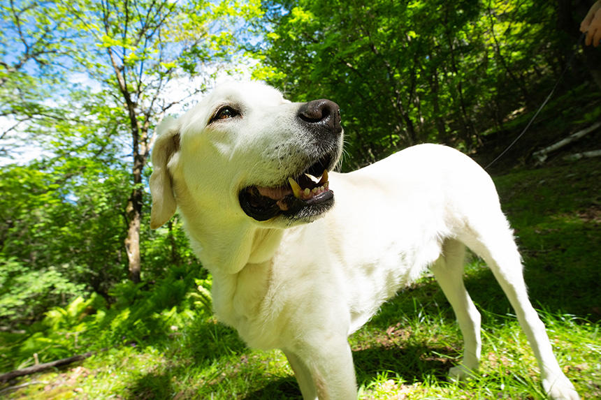 Dog Snapshot R 令和の犬景Vol.16　やっぱり山がいい！  「犬の老後の選択」その後