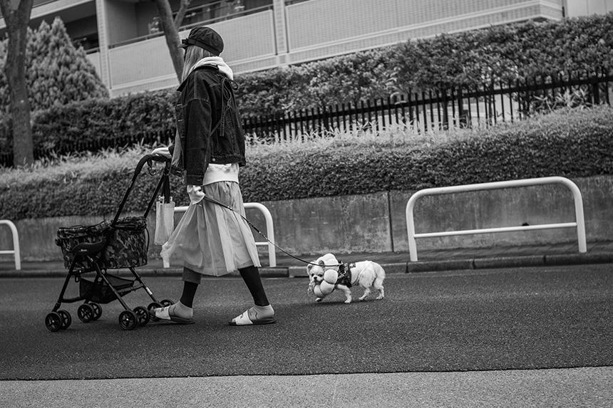 Dog Snapshot R 令和の犬景Vol.17　令和4年初夏の犬景