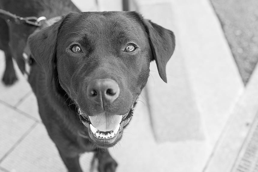 Dog Snapshot R 令和の犬景Vol.19　黒犬の奇跡