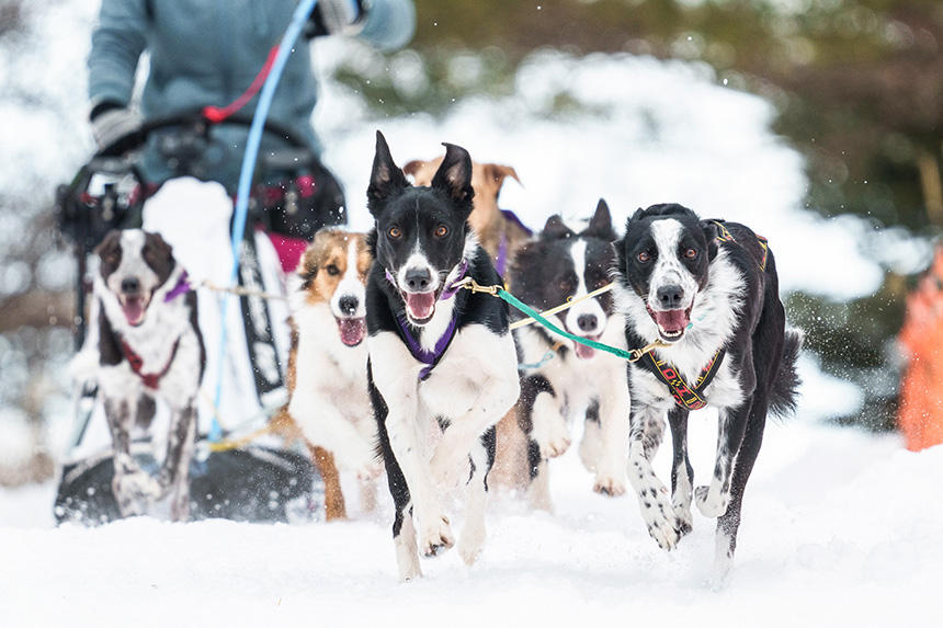 Dog Snapshot R 令和の犬景Vol.24　「犬ぞり」に見る犬と人の「最高の笑顔」