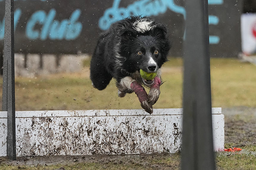 Dog Snapshot R 令和の犬景Vol.25　雨のフライボール決戦